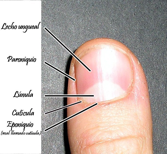 cuticula